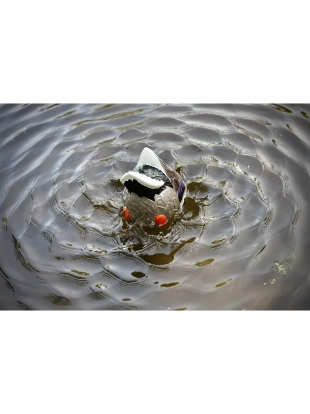 Realistic Mallard Duck Decoy with Butt Up Rippler for Hunting & Outdoor Fun